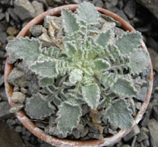 Campanula topaliana